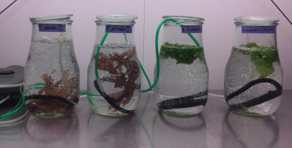Cultivation of macro algea