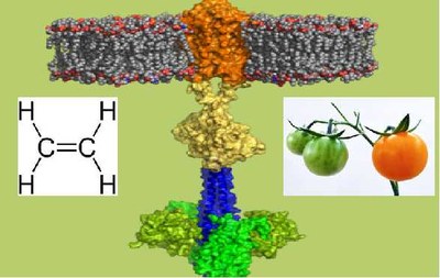 Ethylene_Receptor