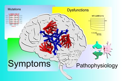 Glutamate transporters