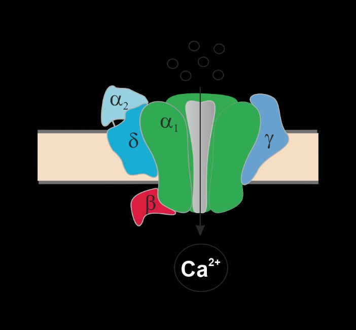 Calcium Channel Biology (Prof. Dr. Patricia Hidalgo)