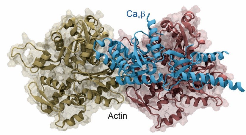 Calcium Channel Biology (Prof. Dr. Patricia Hidalgo)