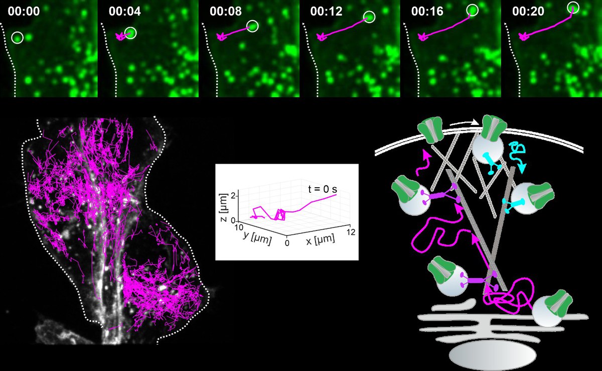 Calcium Channel Biology (Prof. Dr. Patricia Hidalgo)