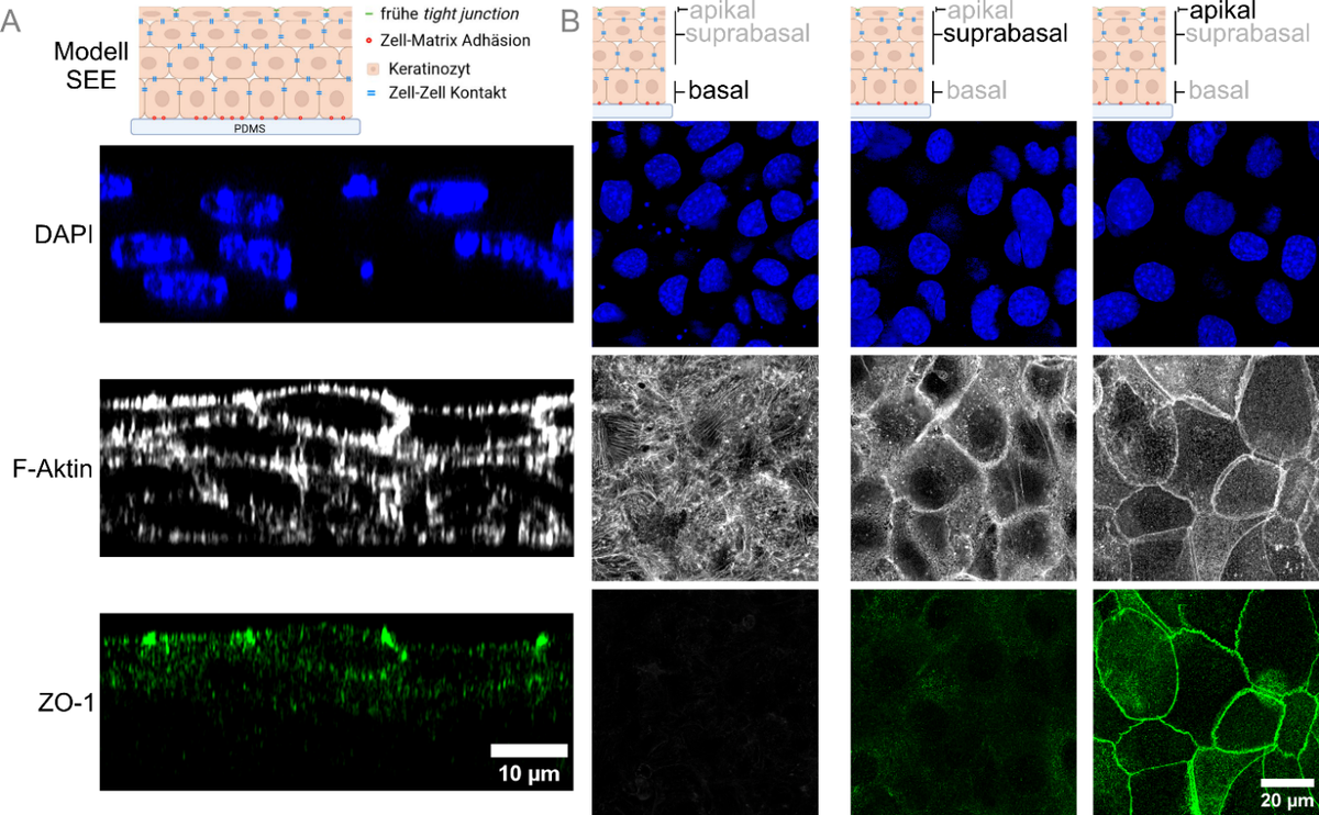 Information processing of mechanically stressed epithelia