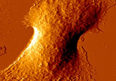 Keratins Contribute to Cell Stiffness