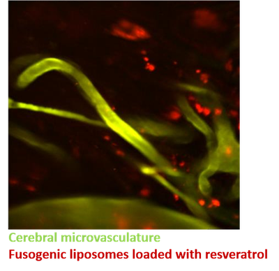 Molecular delivery targeting the cerebral microvasculature