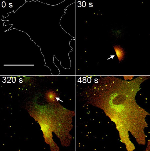 New strategy for breaking the cellular membrane barriers