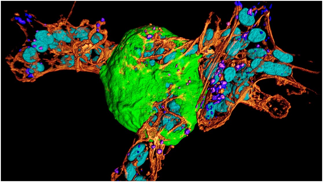 Deciphering mechanical signal processing at the cell-basement membrane-matrix interface between cells, basement membrane, and extracellular matrix