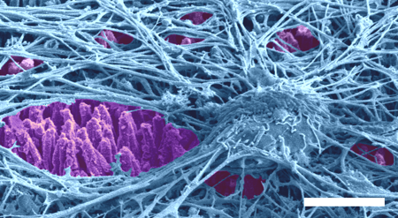 Cell Biology