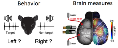 Sensory-guidedDecisionMaking.normal.png