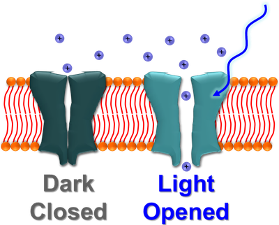 Optogenetics_1_220.poster.png
