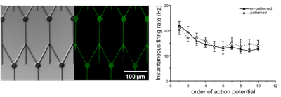 Optogenetics_3.poster.png