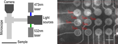 Optogenetics_4.poster.png