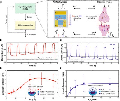 An organic brain-inspired platform with neurotransmitter closed-loop control, actuation and reinforcement learning
