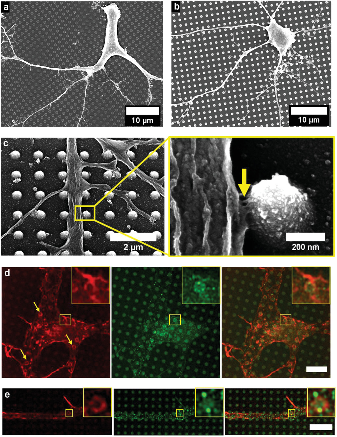 High-Aspect-Ratio Nanoelectrodes Enable Long-Term Recordings of Neuronal Signals with Subthreshold Resolution