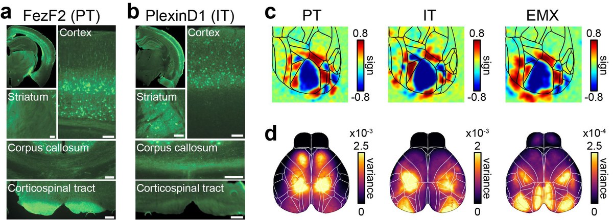 Pyramidal cell types drive functionally distinct cortical activity patterns during decision-making