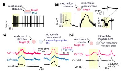 Single-neuron mechanical perturbation evokes calcium plateaus that excite and modulate the network