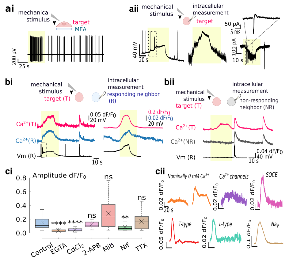 Single-neuron mechanical perturbation evokes calcium plateaus that excite and modulate the network
