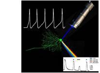 Optogenetics in Jülich