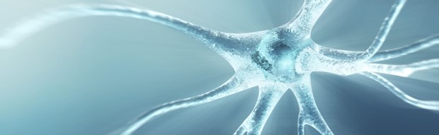 Manipulating Key Neurons