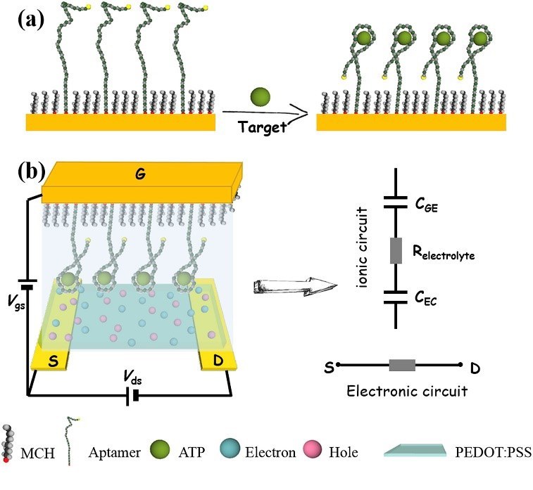 Conducting polymers