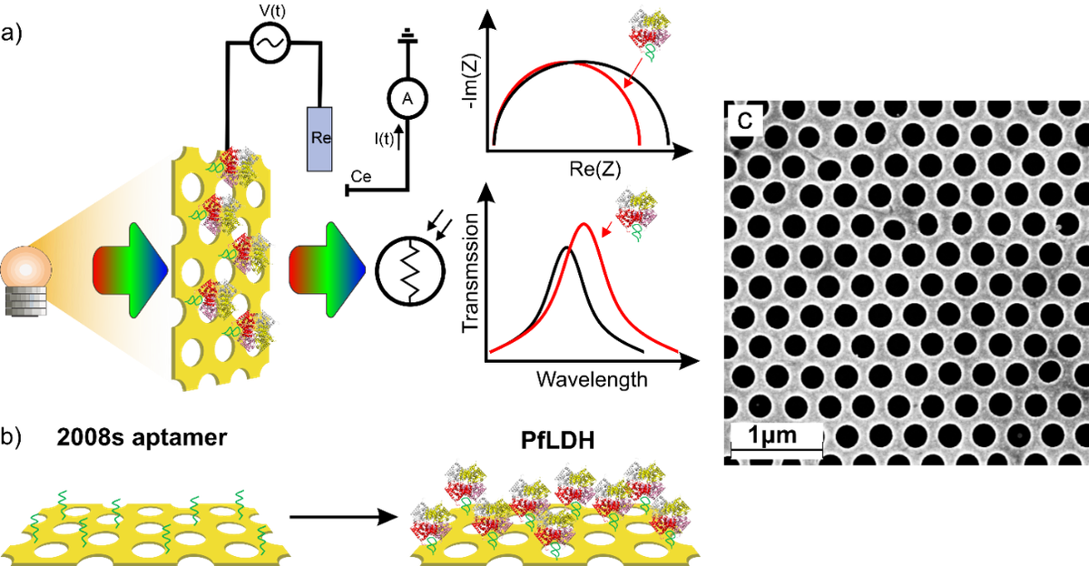 EC/Surface Plasmon Polaritrons