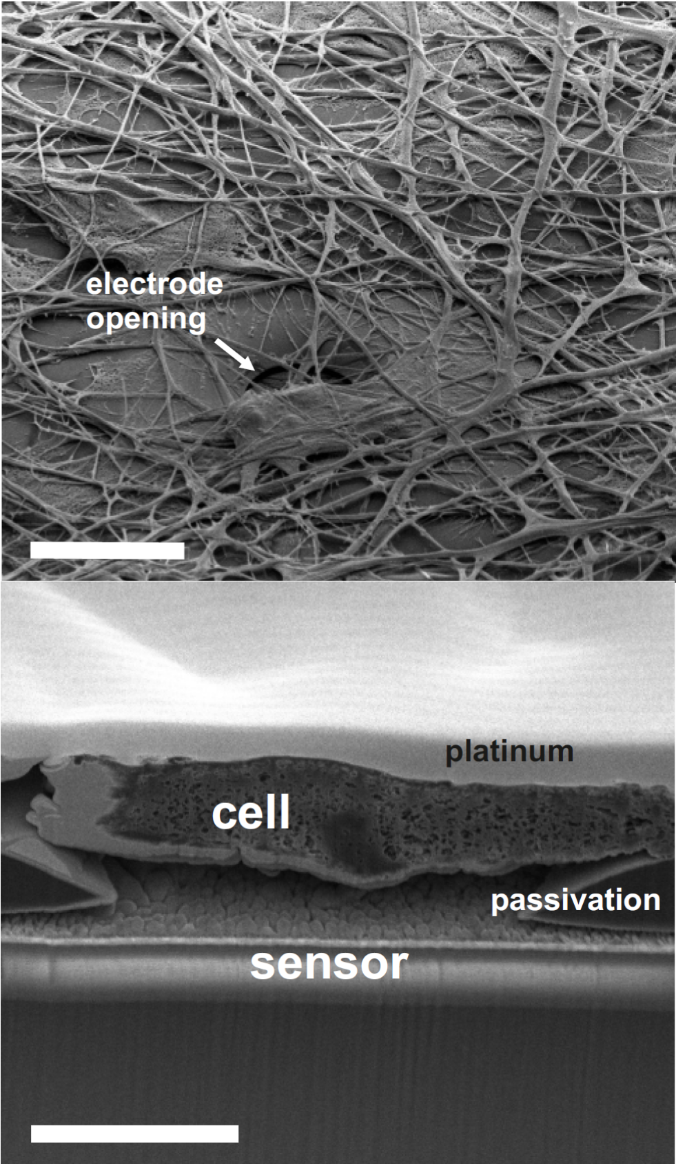Neuron-device-interfaces