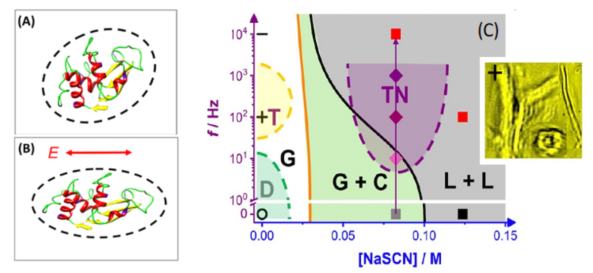 Protein Aggregation and Phase Behaviour in Electric Fields