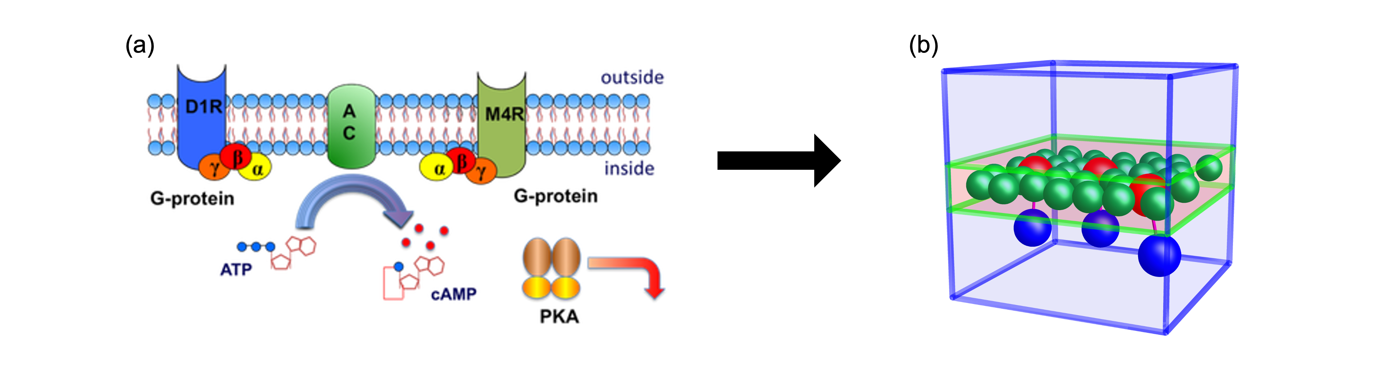 Transport Phenomena