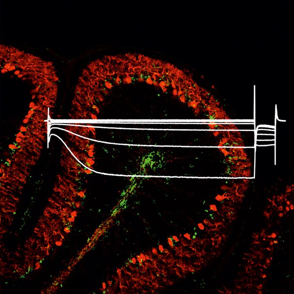 research paper on cell signaling and communication