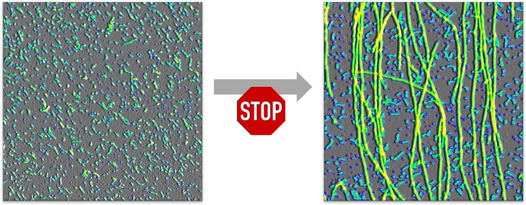 Oligomers stop fibrils