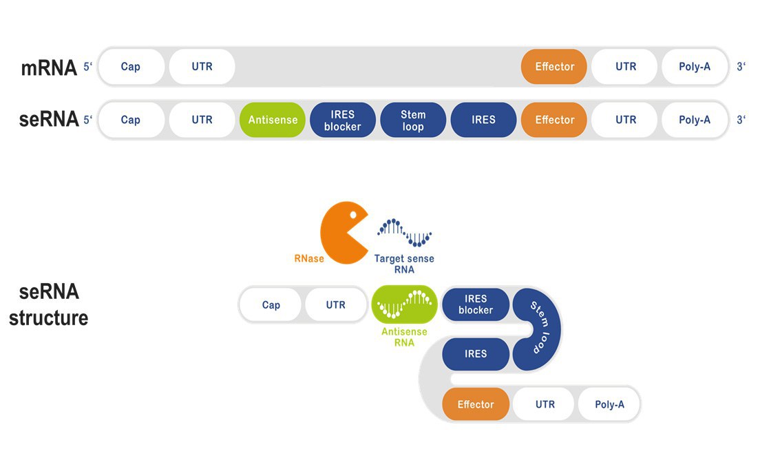 Novel Approach to Target Cancer Cells