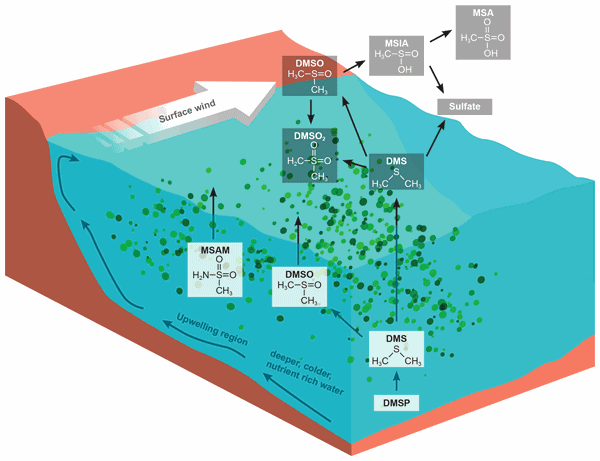 A new marine biogenic emission: methane sulfonamide (MSAM), dimethyl sulfide (DMS), and dimethyl sulfone (DMSO2) measured in air over the Arabian Sea