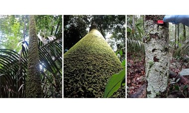 Cryptogamic organisms are a substantial source and sink for volatile organic compounds in the Amazon region