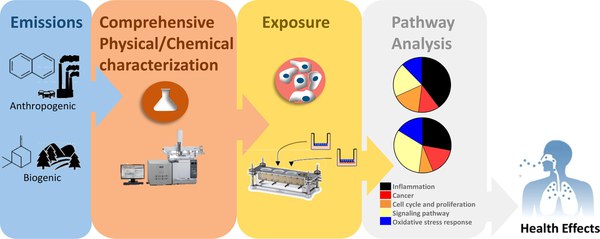 Exposure to naphthalene and β-pinene-derived secondary organic aerosol induced divergent changes in transcript levels of BEAS-2B cells