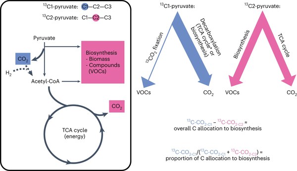 Drought re-routes soil microbial carbon metabolism towards emission of volatile metabolites in an artificial tropical rainforest