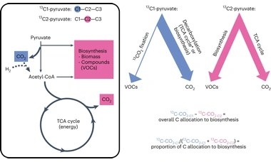 Drought re-routes soil microbial carbon metabolism towards emission of volatile metabolites in an artificial tropical rainforest
