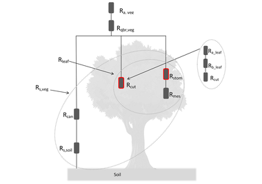 A revised dry deposition scheme for land–atmosphere exchange of trace gases in ECHAM/MESSy v2.54