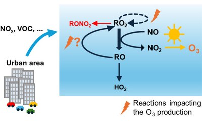 Effect of the Alkoxy Radical Chemistry on the Ozone Formation from Anthropogenic Organic Compounds Investigated in Chamber Experiments