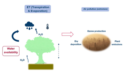 The influence of plant water stress on vegetation–atmosphere exchanges: implications for ozone modelling