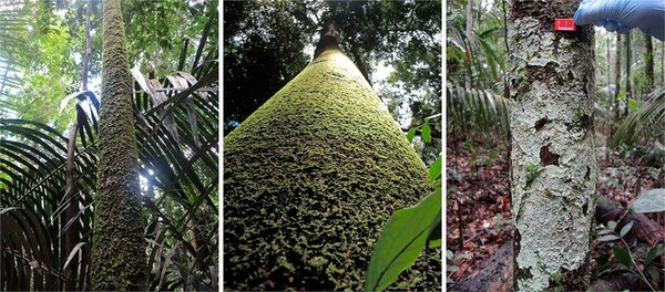 Cryptogamic organisms are a substantial source and sink for volatile organic compounds in the Amazon region