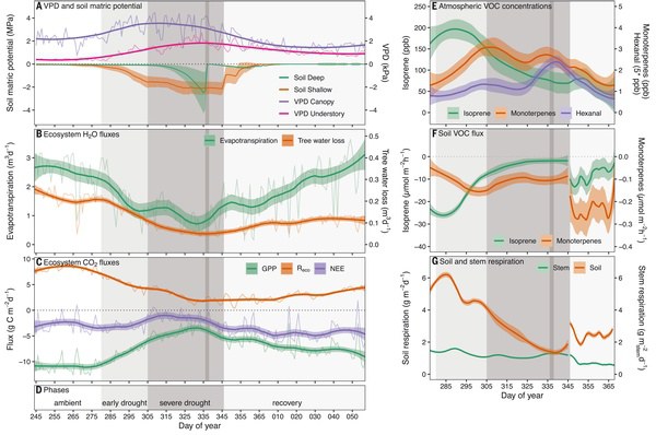 Ecosystem fluxes during drought and recovery in an experimental forest