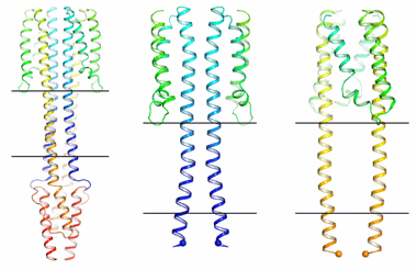 2017-05-19-transmembrane-signal-relay-gif-380.poster.gif