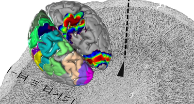 Complete data package of Julich-Brain Atlas released