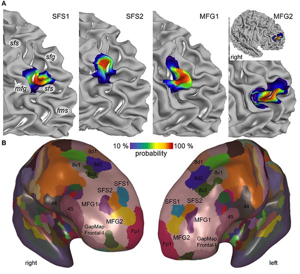 Four new brain areas involved in various cognitive processes mapped