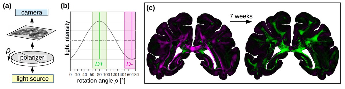 Scattering-Based Imaging