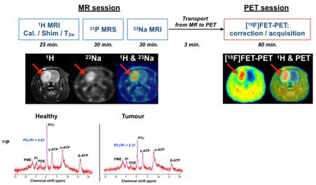 An in vivo multimodal feasibility study in a rat brain tumour model using flexible multinuclear MR and PET systems