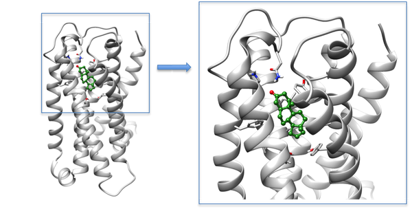Olfactory receptors