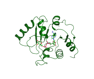 SARS-CoV-2 and other viruses