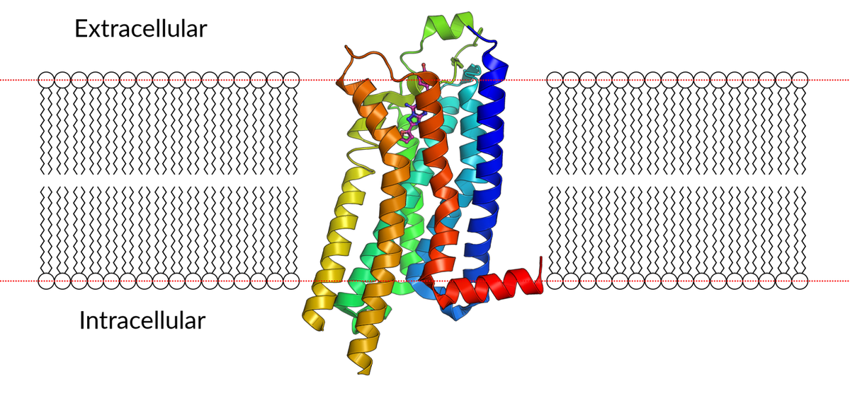 Neurodegeneration and neuropathologies