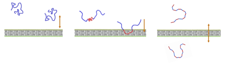 Bio-Membrane Translocating Polymers
